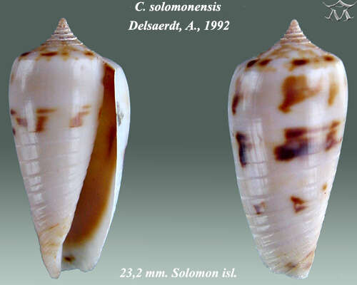 Image of Conus solomonensis Delsaerdt 1992