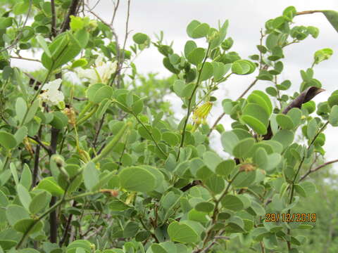 Image of Kalahari bauhinia