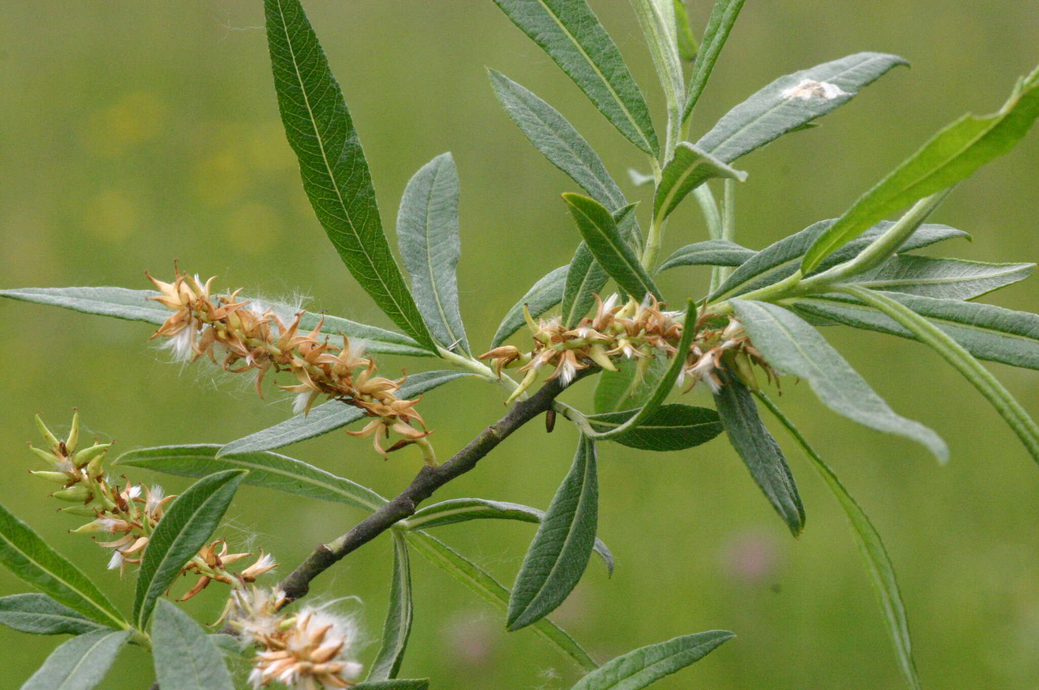 Image of Salix eleagnos