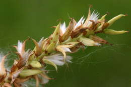 Image of Salix eleagnos