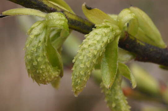 Image of Salix eleagnos