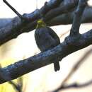 Image of Yellow-rumped Honeyguide