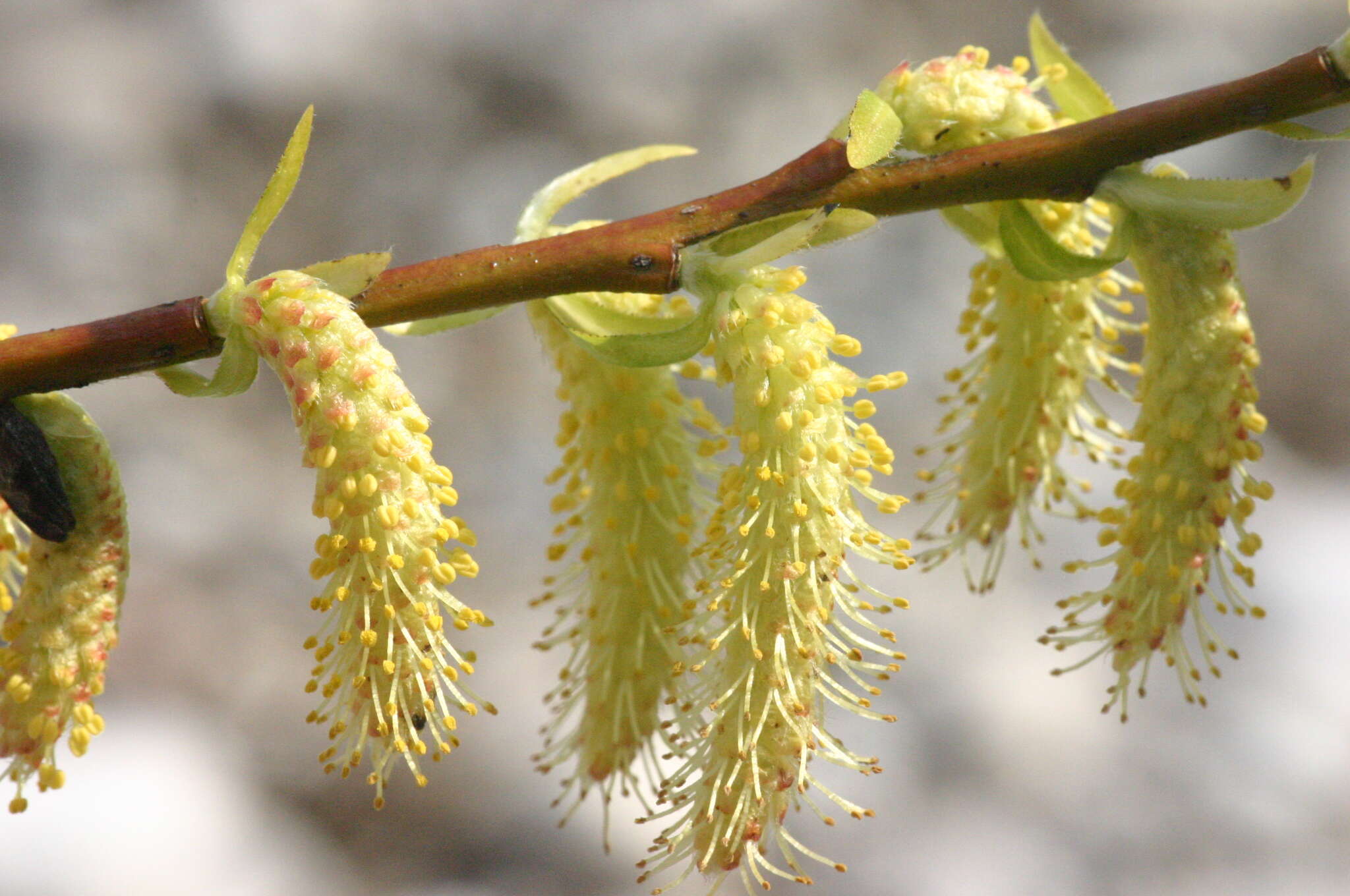 Image of Salix eleagnos