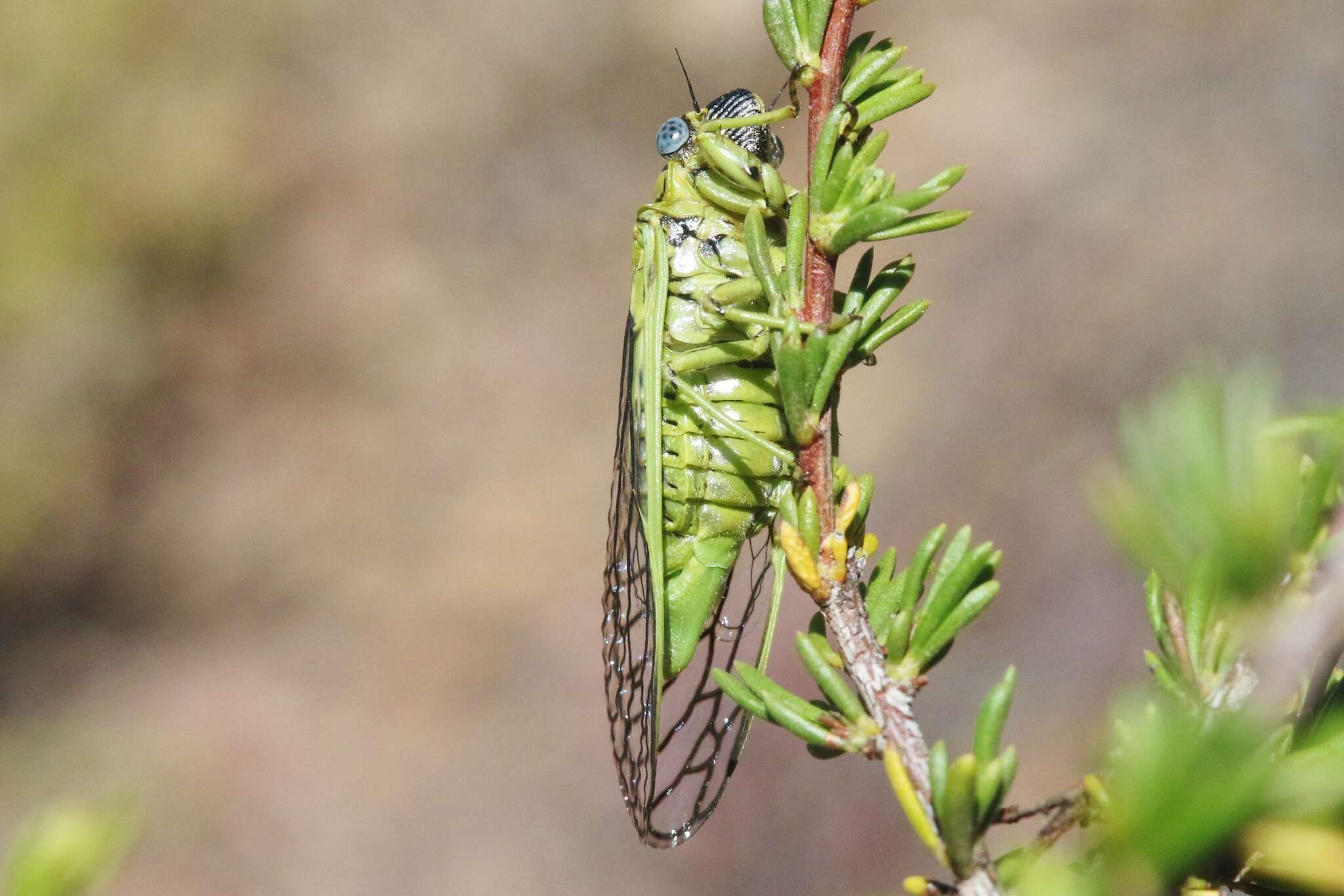 Okanagana nigriviridis Davis & W. T. 1921的圖片