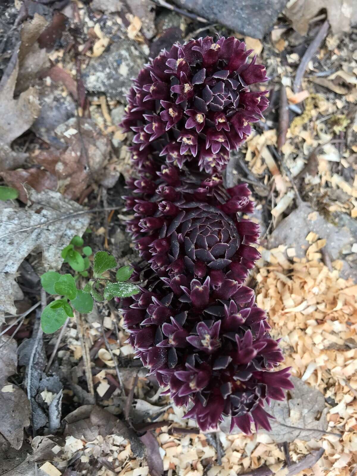 Image of California groundcone