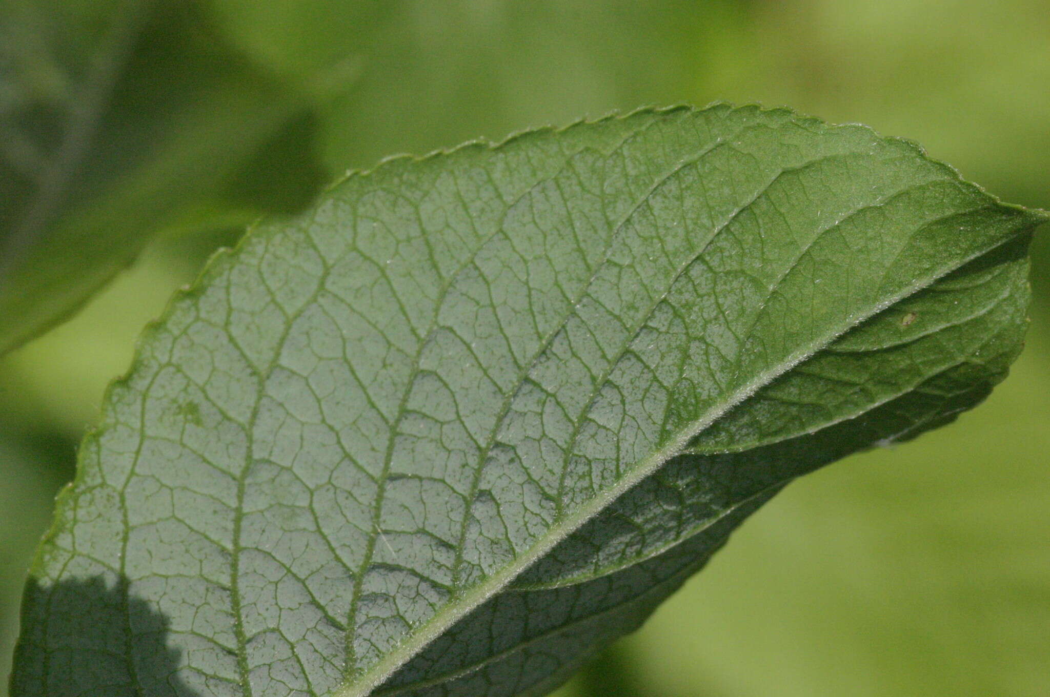 Image of dark-leaved willow