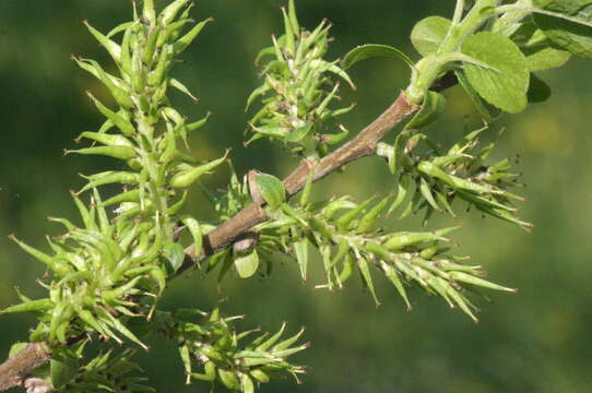 Image of dark-leaved willow