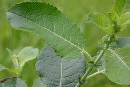 Image of dark-leaved willow