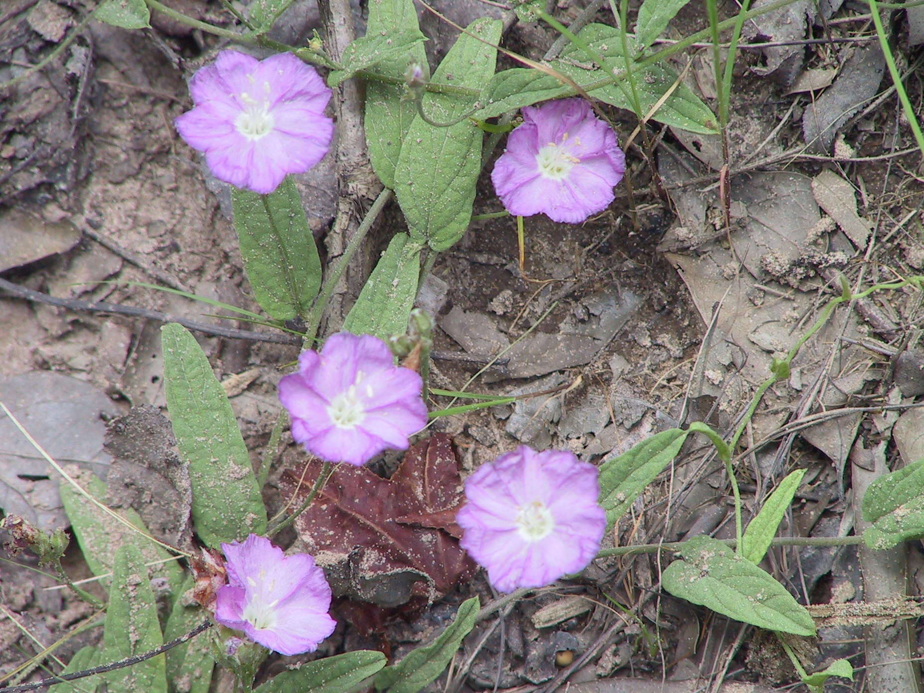 Image of Water Dawnflower