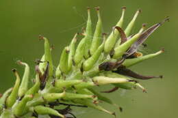 Image of dark-leaved willow