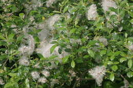 Image of dark-leaved willow