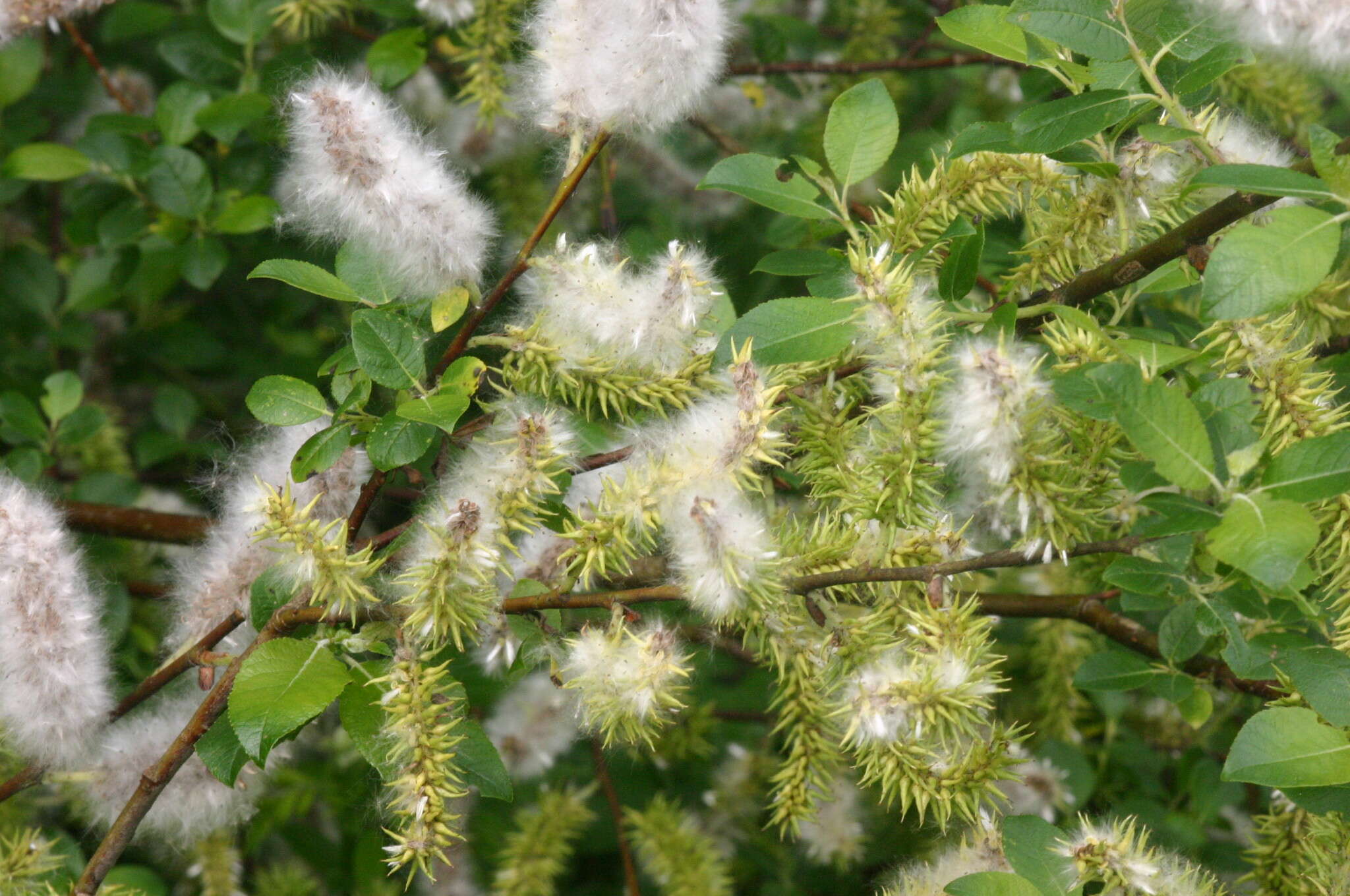 Image of dark-leaved willow