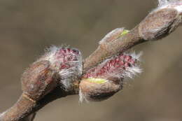 Image of dark-leaved willow