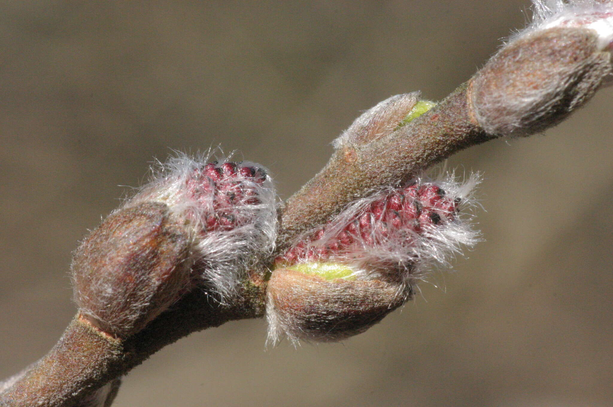 Image of dark-leaved willow