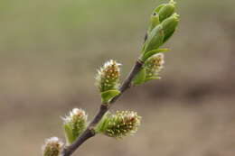 Image of dark-leaved willow