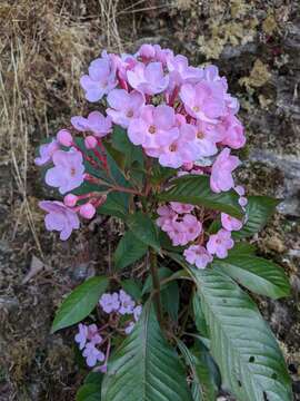 Image of Luculia gratissima (Wall.) Sweet