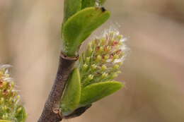 Image of dark-leaved willow