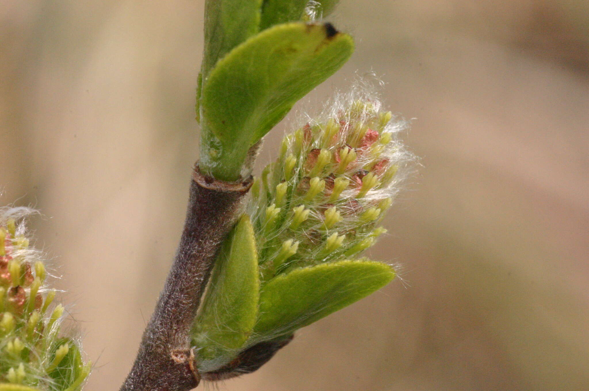 Image of dark-leaved willow