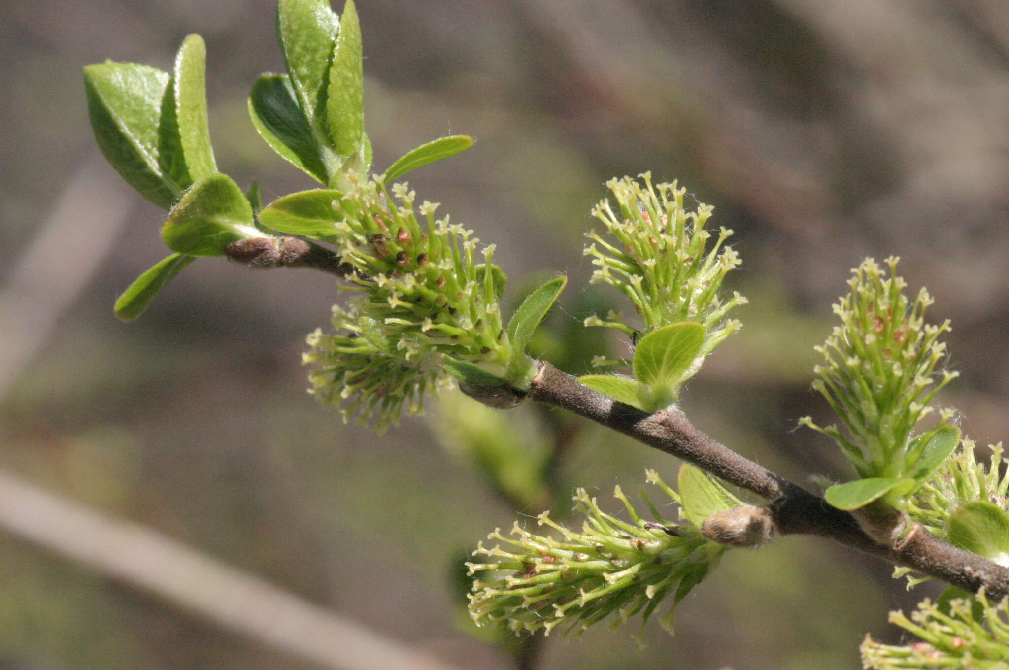 Image of dark-leaved willow