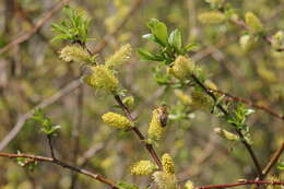 Image of dark-leaved willow