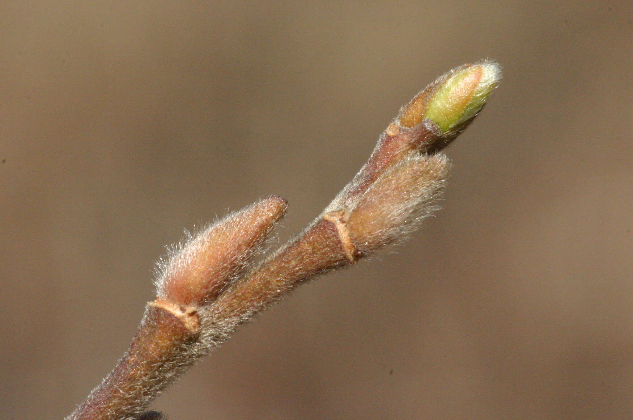 Image of dark-leaved willow