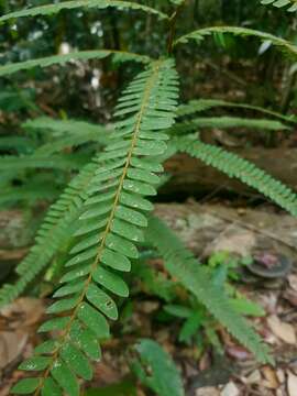 Image of Rourea fulgens Wall. ex Planch.