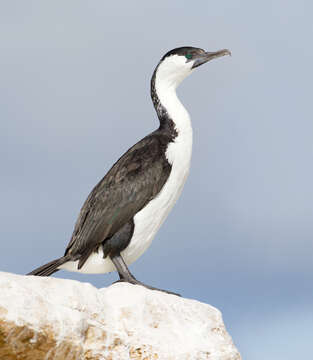 Image of Black-faced Cormorant