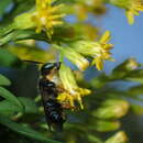 Sivun Megachile bahamensis Mitchell 1927 kuva