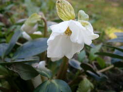 Image of black hellebore