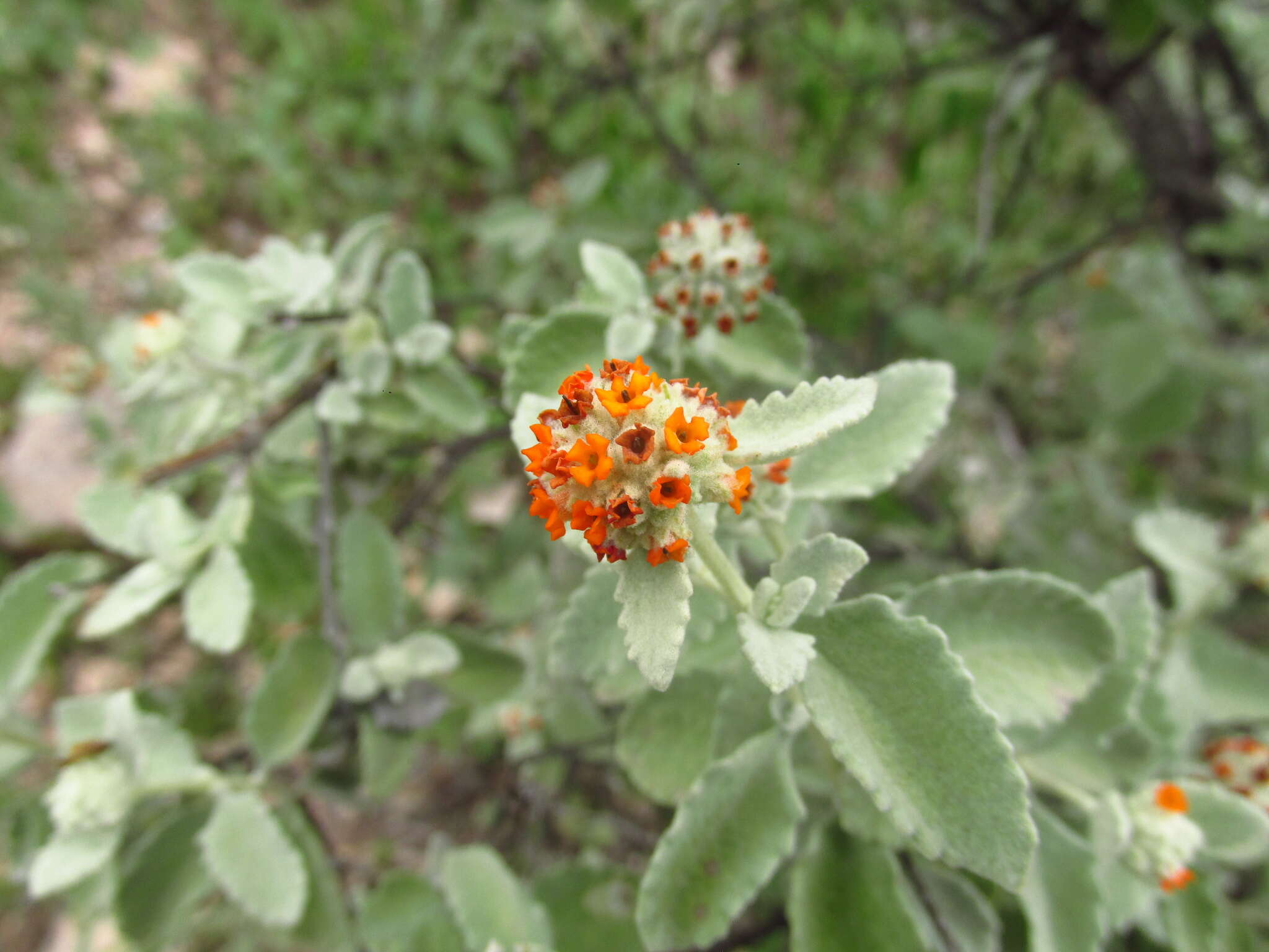 Image de Buddleja marrubiifolia Benth.