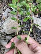 Imagem de Epilobium brevifolium subsp. trichoneurum (Hausskn.) Raven