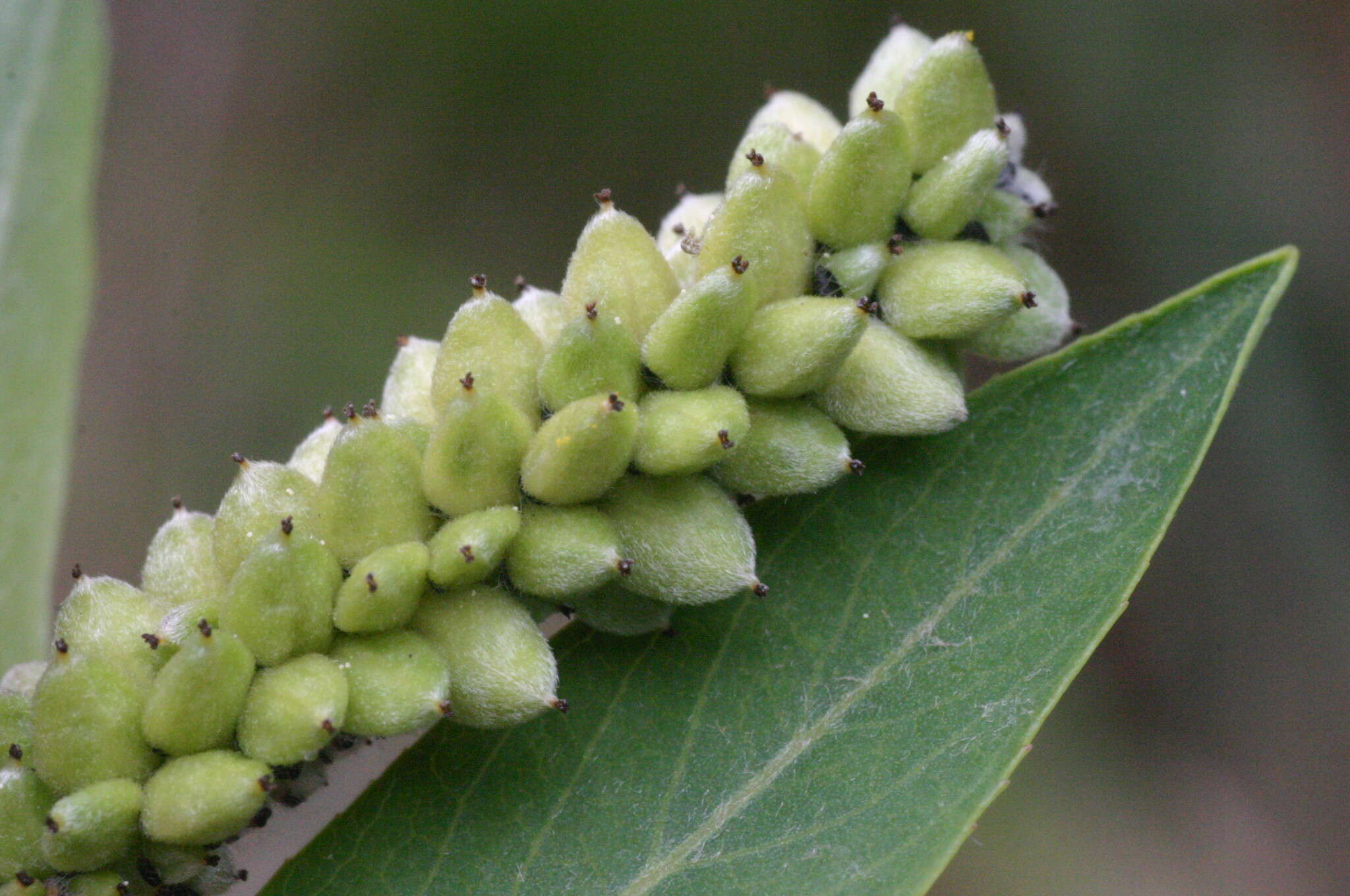 Image of purple willow