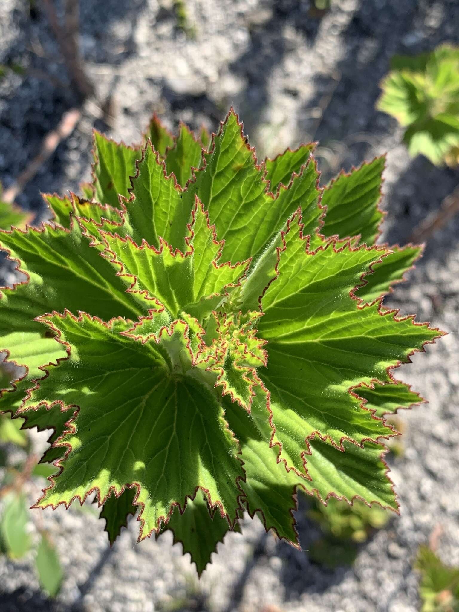 Image of Pelargonium cucullatum subsp. cucullatum