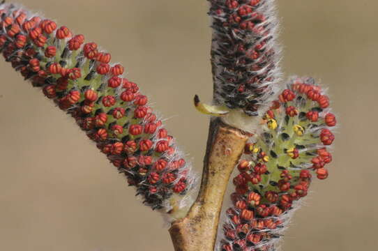 Imagem de Salix purpurea L.