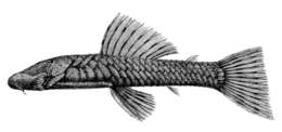 Image of Chaetostoma microps Günther 1864