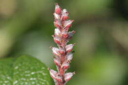 Image of netleaf willow