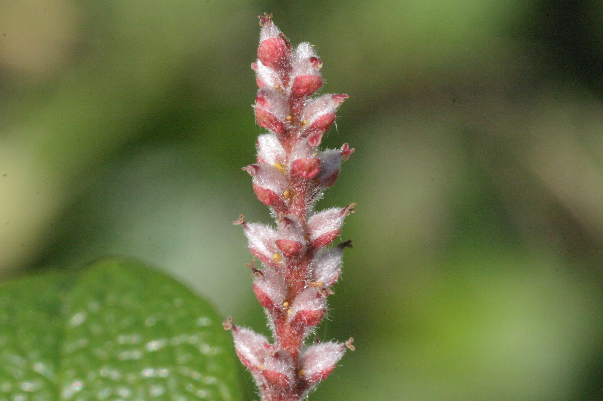 Image of netleaf willow