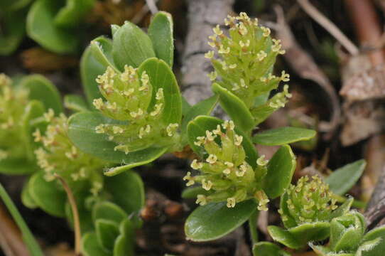 Image of Blunt-leaved Willow