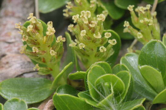 Image of Blunt-leaved Willow