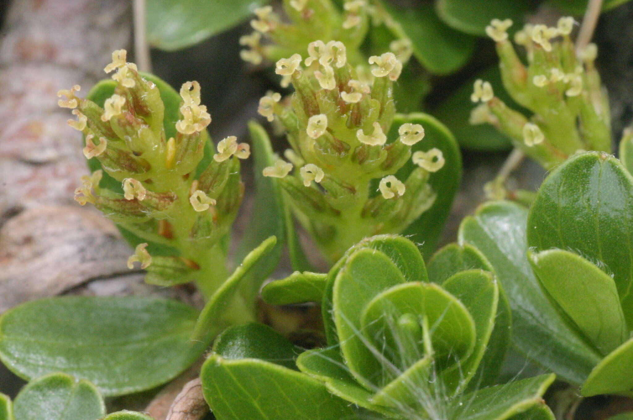 Image of Blunt-leaved Willow