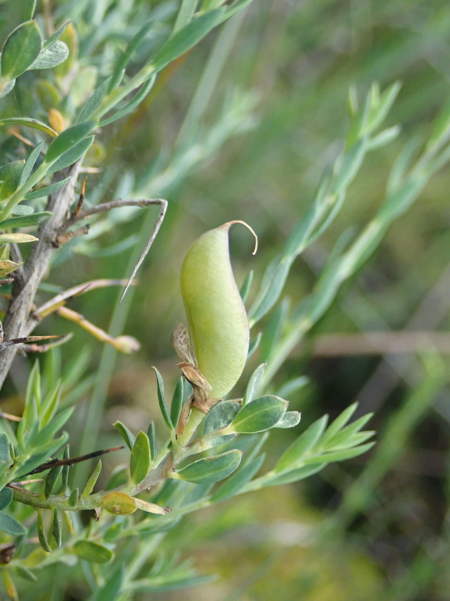 Слика од Genista anglica L.