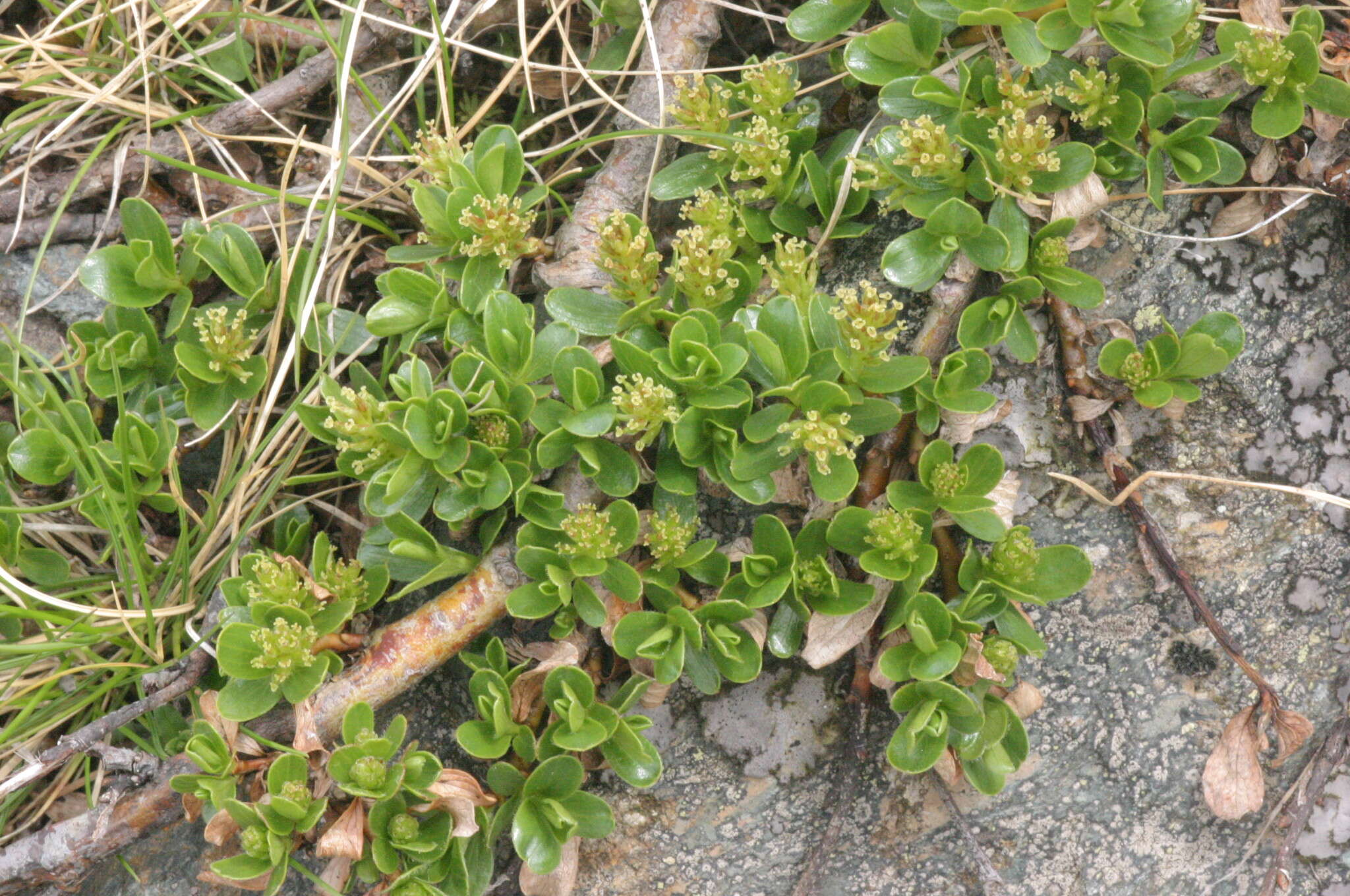 Image of Blunt-leaved Willow