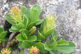 Image of Blunt-leaved Willow