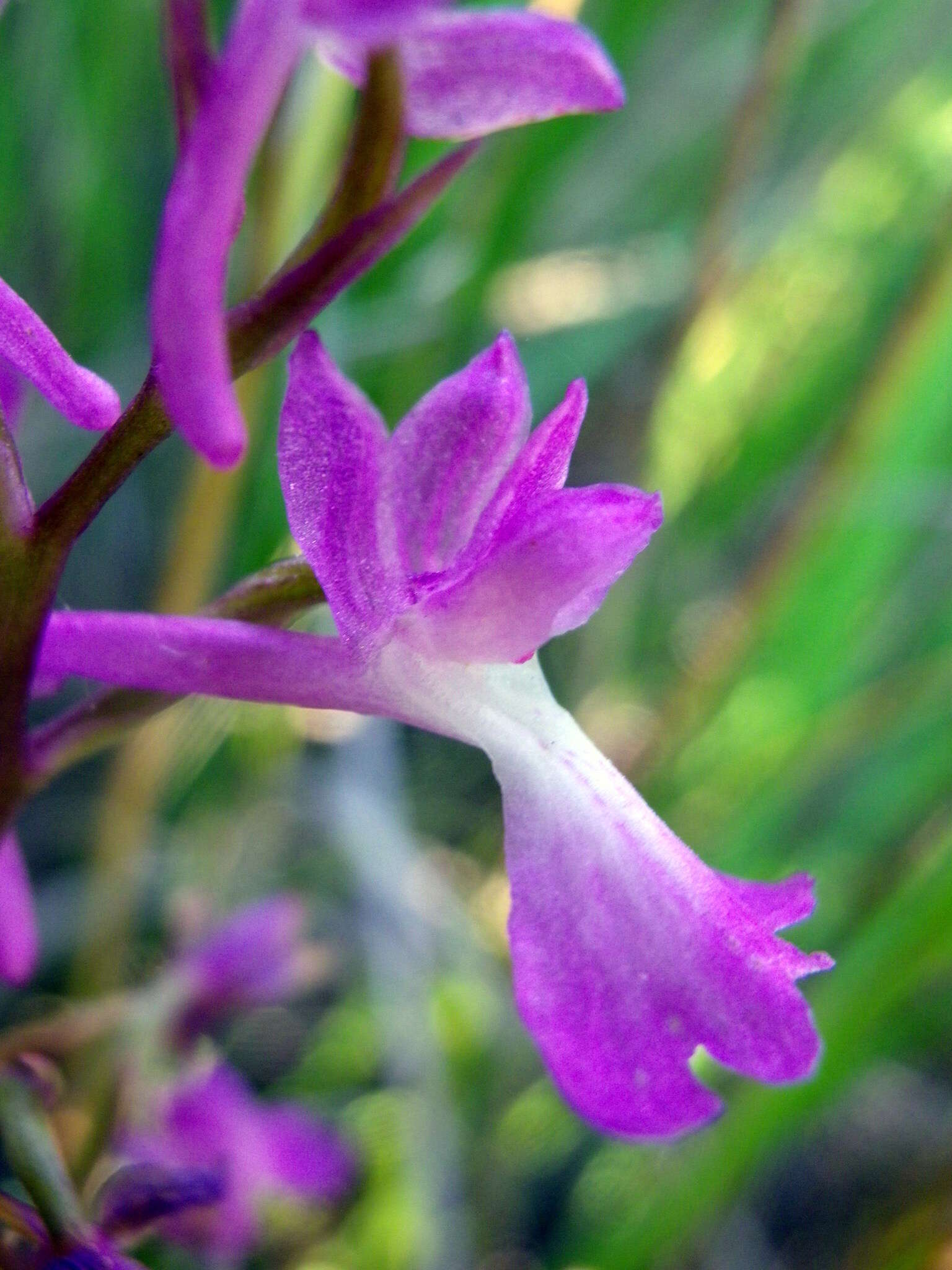 Image of Anacamptis palustris subsp. elegans (Heuff.) R. M. Bateman, Pridgeon & M. W. Chase