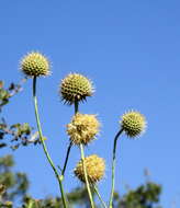 Image of Cephalaria ambrosioides (Sibth. & Sm.) Roem. & Schult.