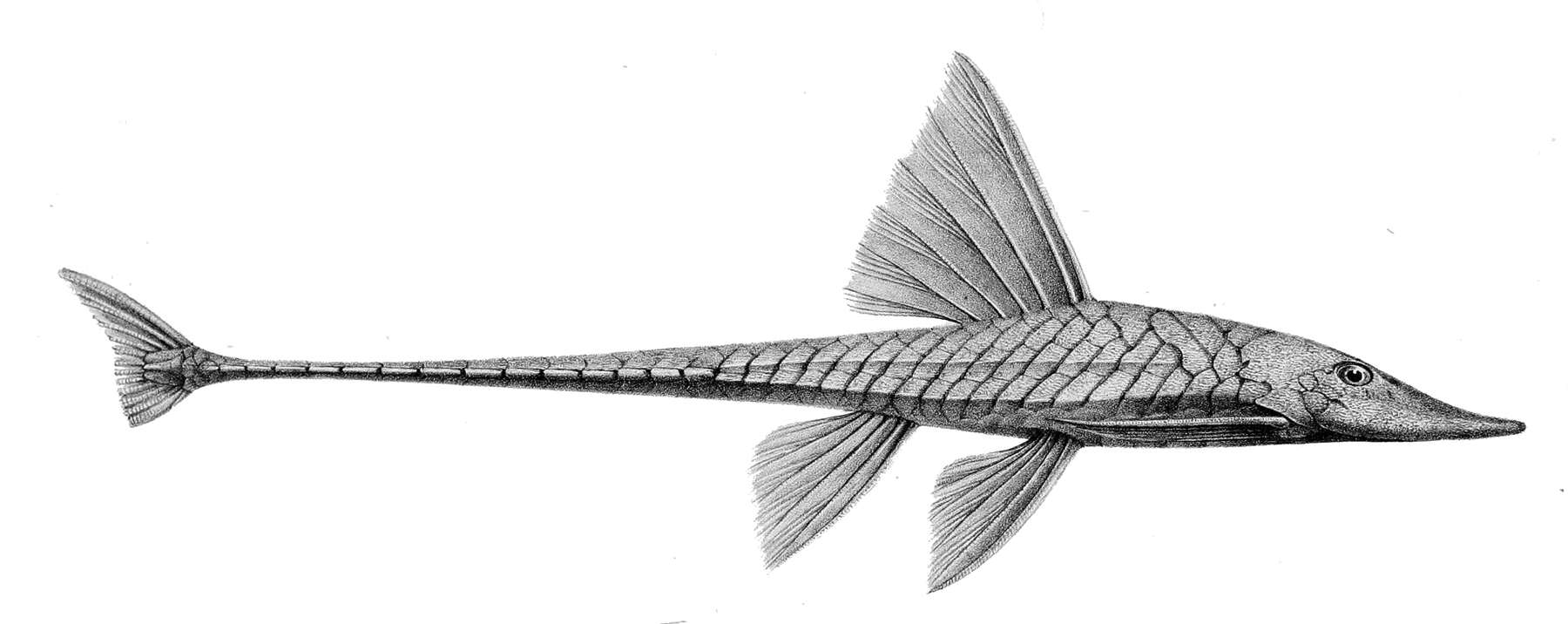Image of Sturisoma guentheri (Regan 1904)