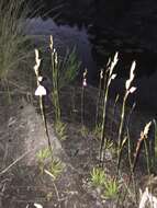 Image of Disa racemosa L. fil.