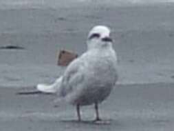 Image of Snowy-crowned Tern