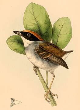Image of Conopophaga Vieillot 1816