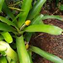 Image of Aechmea calyculata (É. Morren) Baker